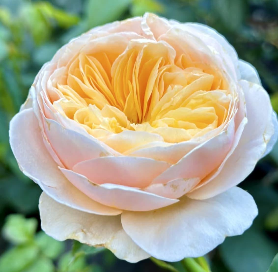AUSjameson English Rose | Cuttings, Strong Disease Resistance, Own Root/Non-grafted