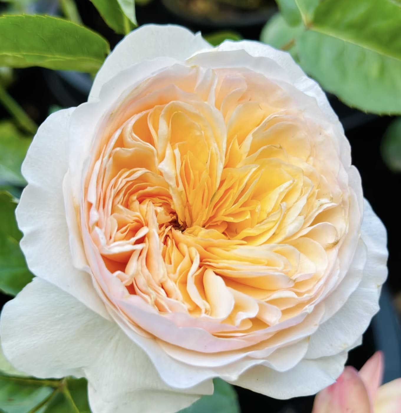 AUSjameson English Rose | Cuttings, Strong Disease Resistance, Own Root/Non-grafted