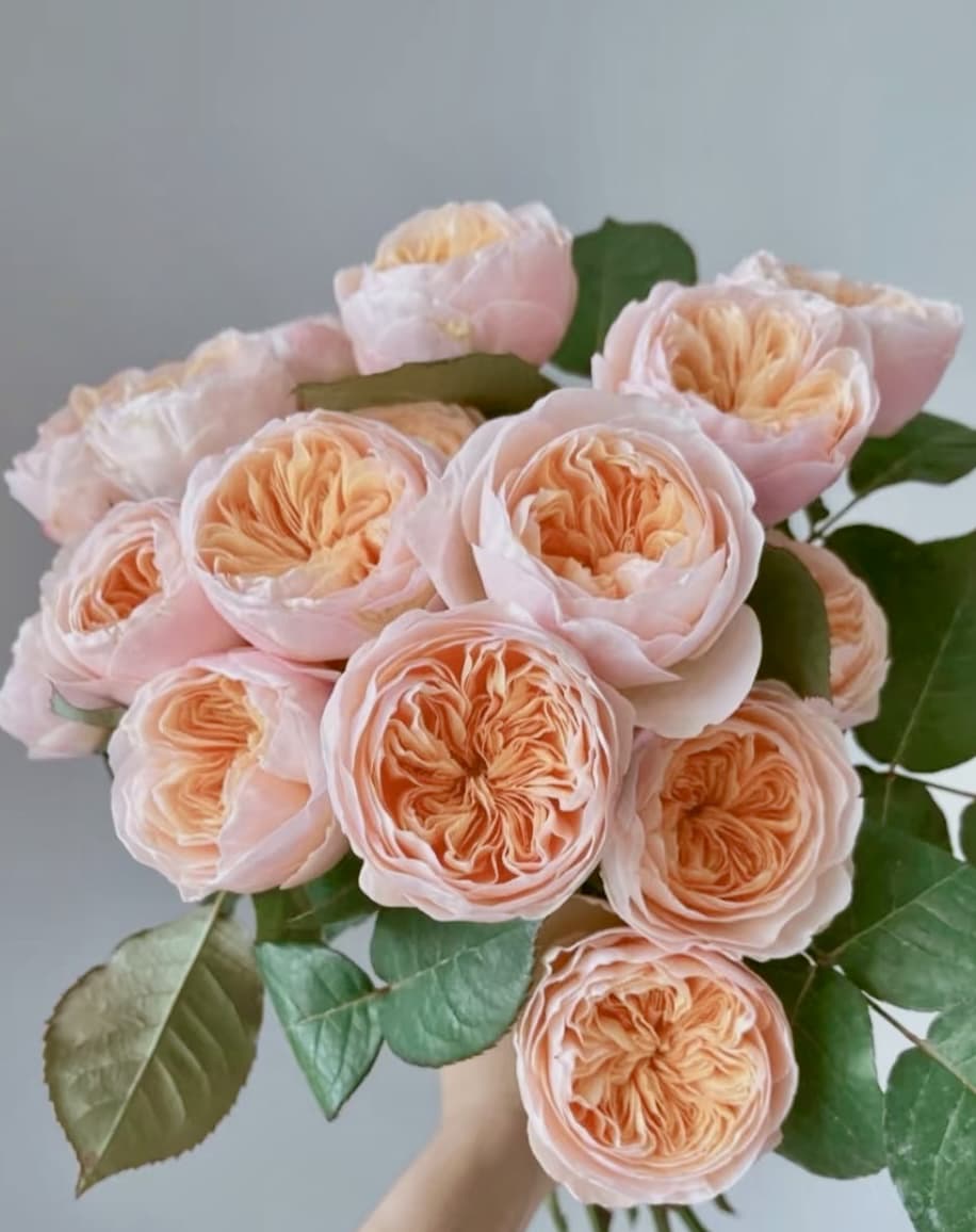 AUSjameson English Rose | Cuttings, Strong Disease Resistance, Own Root/Non-grafted