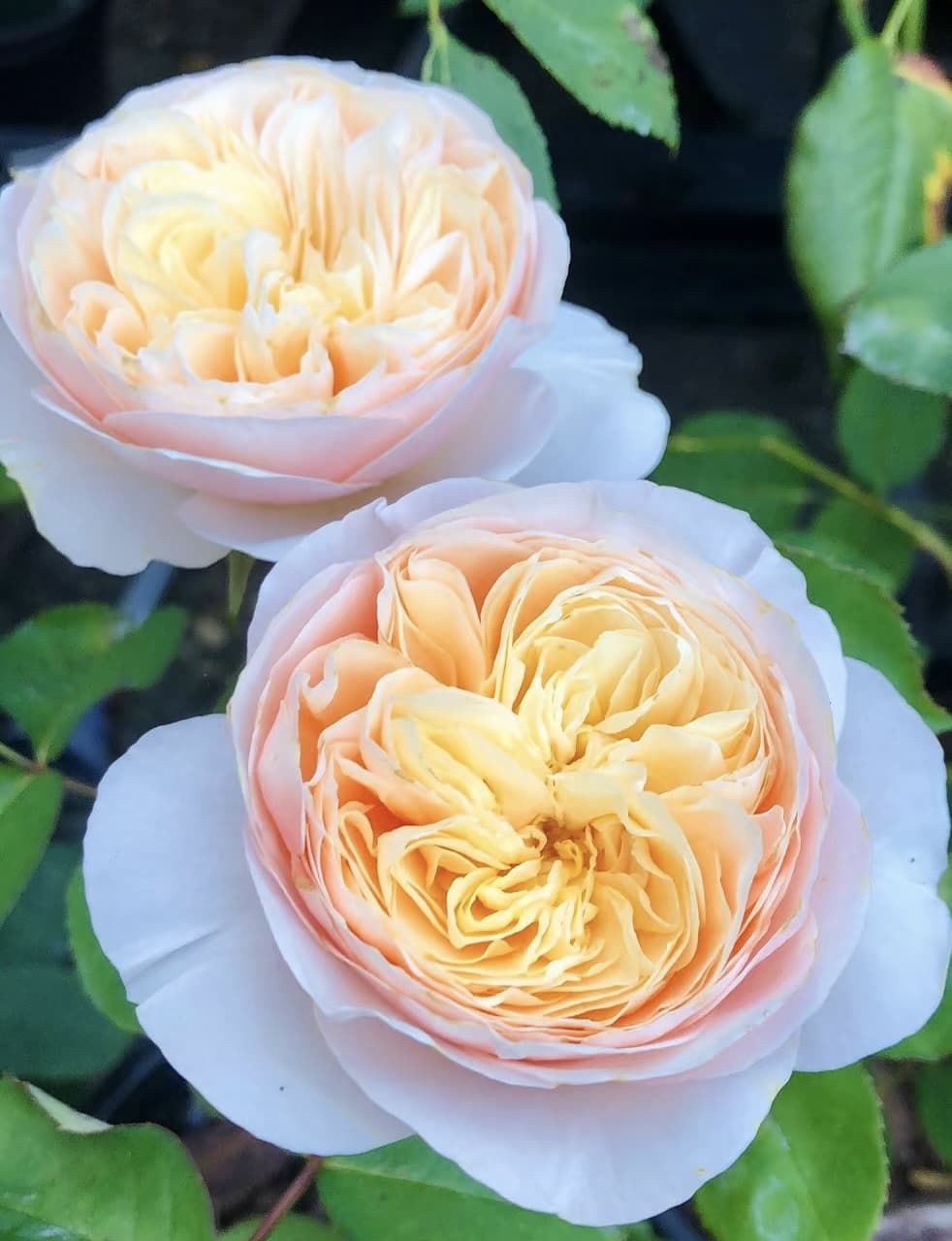 AUSjameson English Rose | Cuttings, Strong Disease Resistance, Own Root/Non-grafted