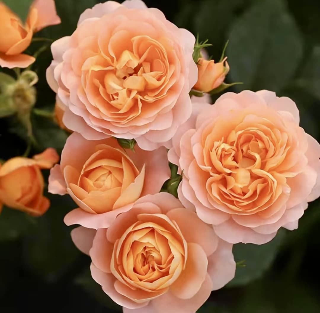 Juicy Terrazza | Beginner Friendly, Container Friendly, Blooming Machine, Strong Heat & Disease Resistance, Own Root/Non-grafted