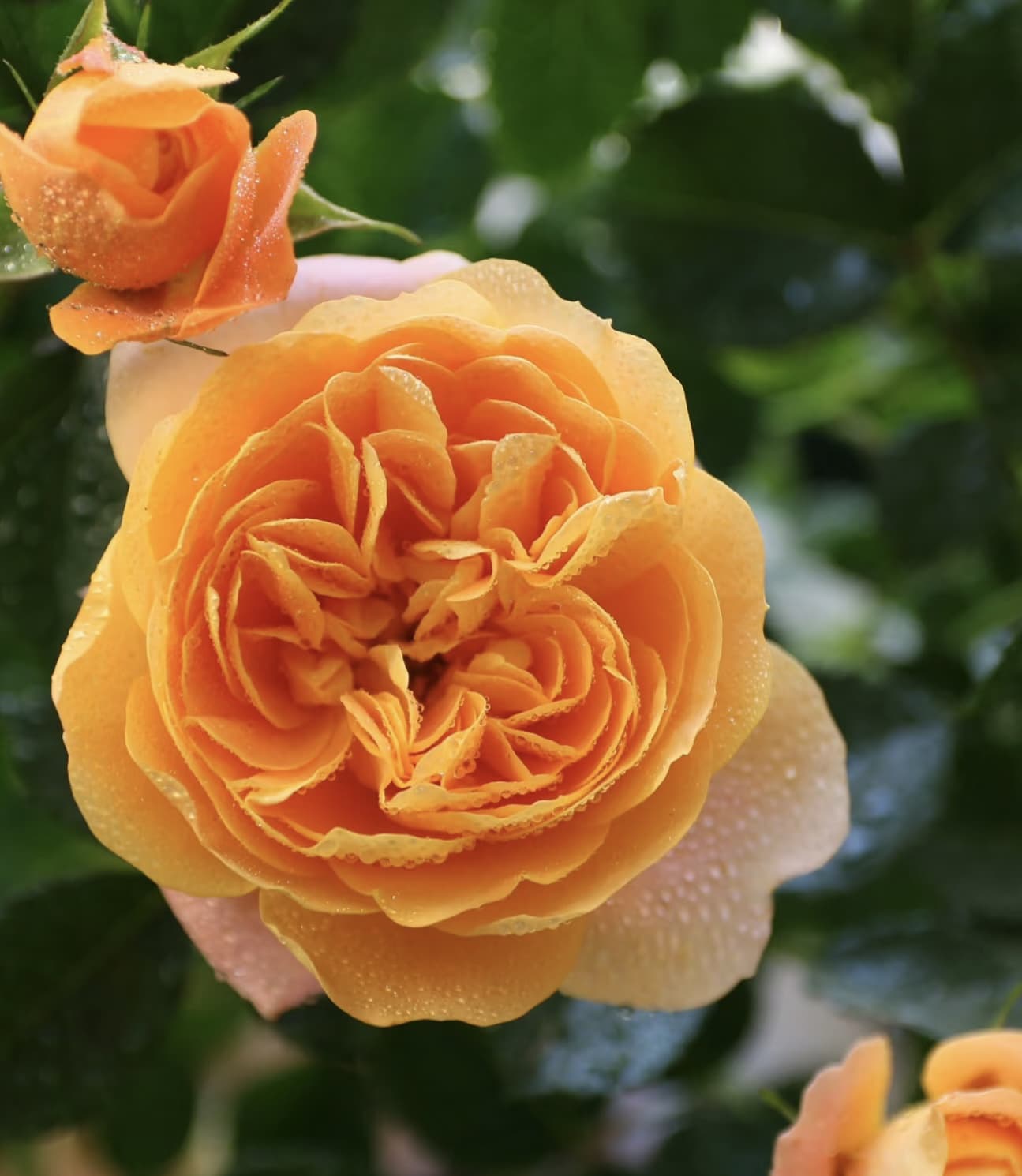 Juicy Terrazza | Beginner Friendly, Container Friendly, Blooming Machine, Strong Heat & Disease Resistance, Own Root/Non-grafted