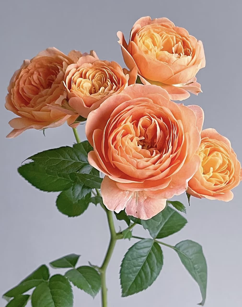 Juicy Terrazza | Beginner Friendly, Container Friendly, Blooming Machine, Strong Heat & Disease Resistance, Own Root/Non-grafted