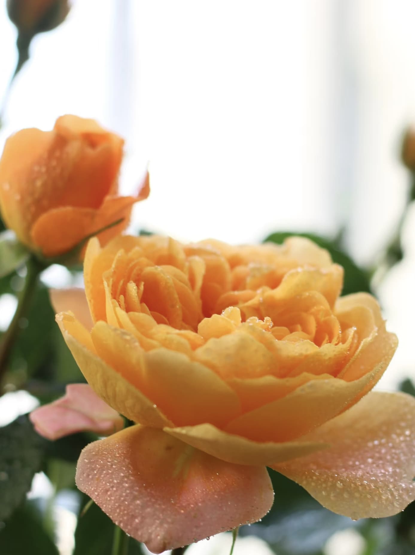 Juicy Terrazza | Beginner Friendly, Container Friendly, Blooming Machine, Strong Heat & Disease Resistance, Own Root/Non-grafted