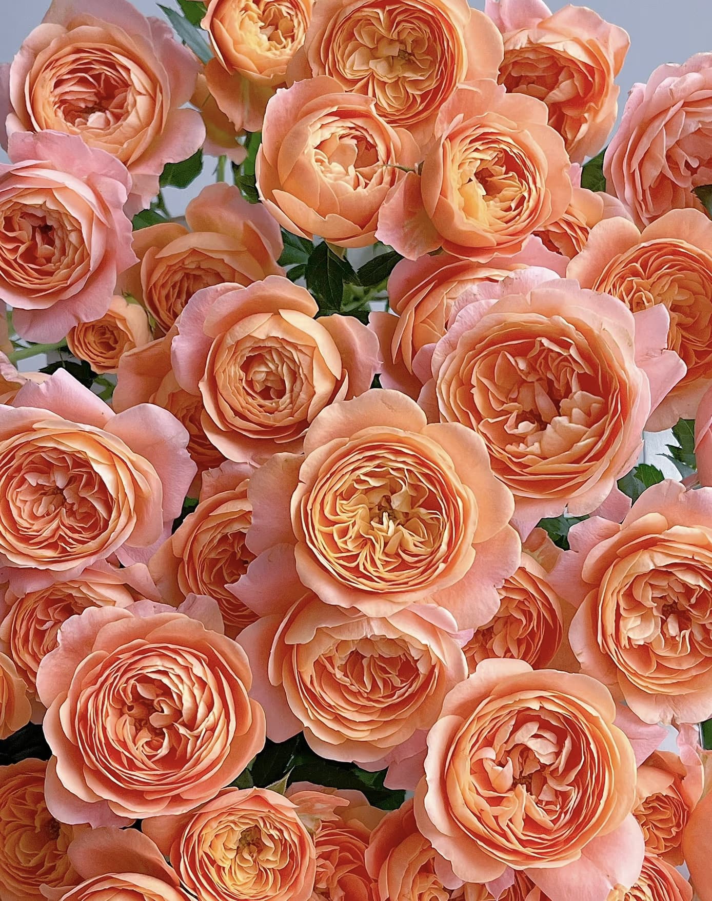 Juicy Terrazza | Beginner Friendly, Container Friendly, Blooming Machine, Strong Heat & Disease Resistance, Own Root/Non-grafted