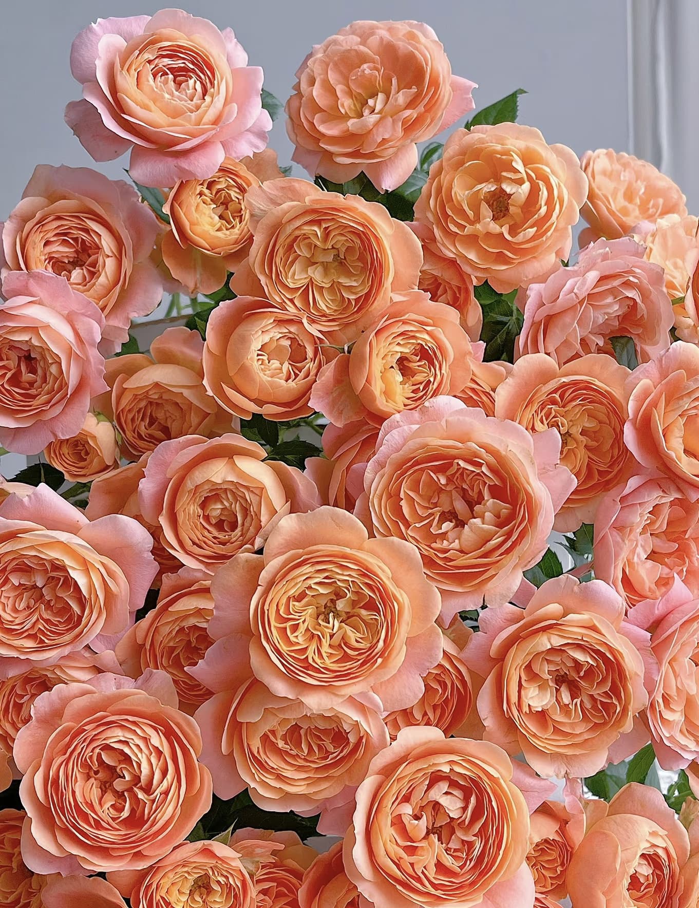 Juicy Terrazza | Beginner Friendly, Container Friendly, Blooming Machine, Strong Heat & Disease Resistance, Own Root/Non-grafted