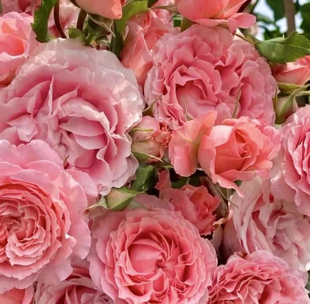 Corail Gelee | Japanese Shrub Rose, Beginner Friendly, Heat Tolerance, Winter Hardy, Own Root/Non-grafted