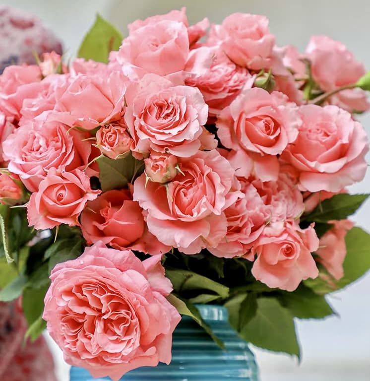 Corail Gelee | Japanese Shrub Rose, Beginner Friendly, Heat Tolerance, Winter Hardy, Own Root/Non-grafted