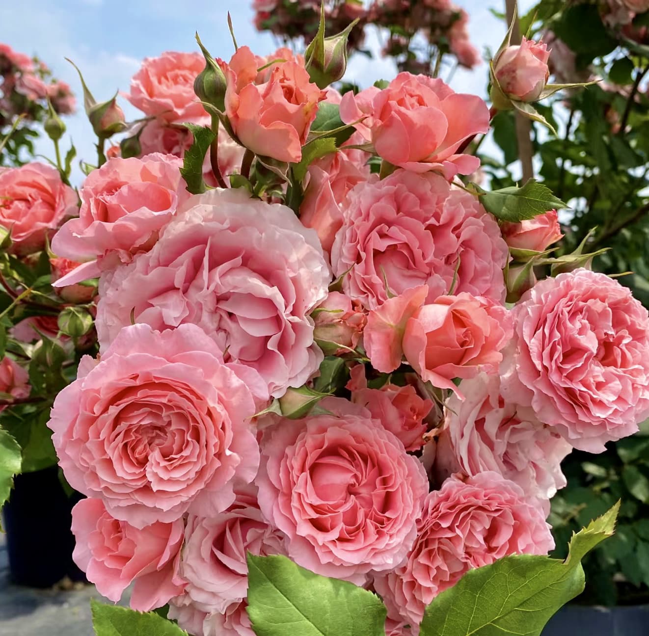 Corail Gelee | Japanese Shrub Rose, Beginner Friendly, Heat Tolerance, Winter Hardy, Own Root/Non-grafted