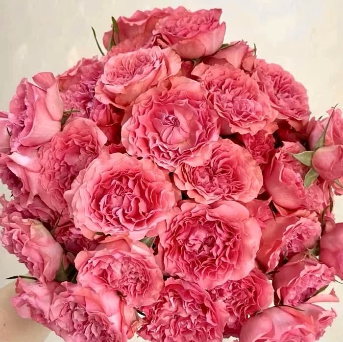 Corail Gelee | Japanese Shrub Rose, Beginner Friendly, Heat Tolerance, Winter Hardy, Own Root/Non-grafted