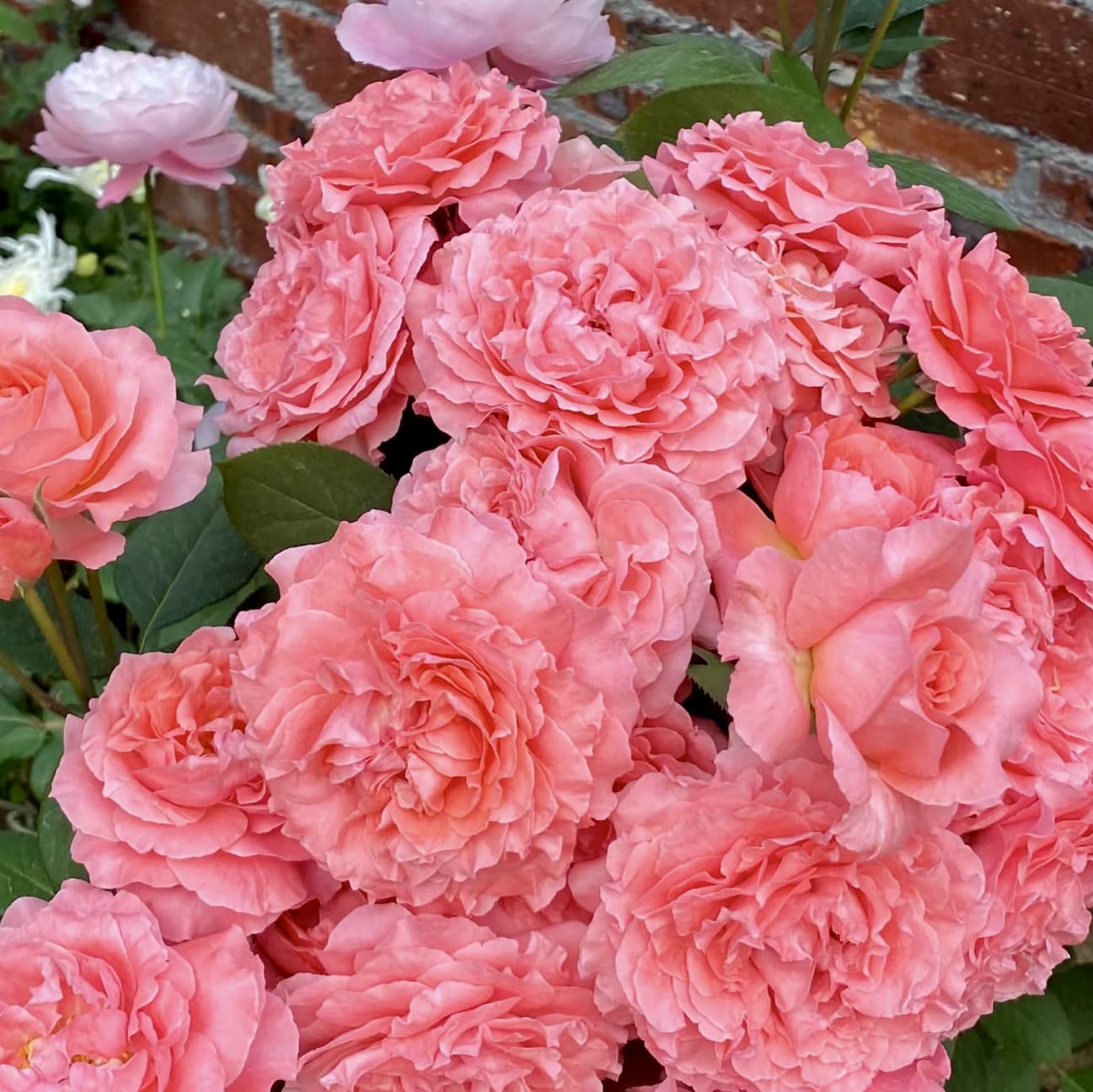 Corail Gelee | Japanese Shrub Rose, Beginner Friendly, Heat Tolerance, Winter Hardy, Own Root/Non-grafted