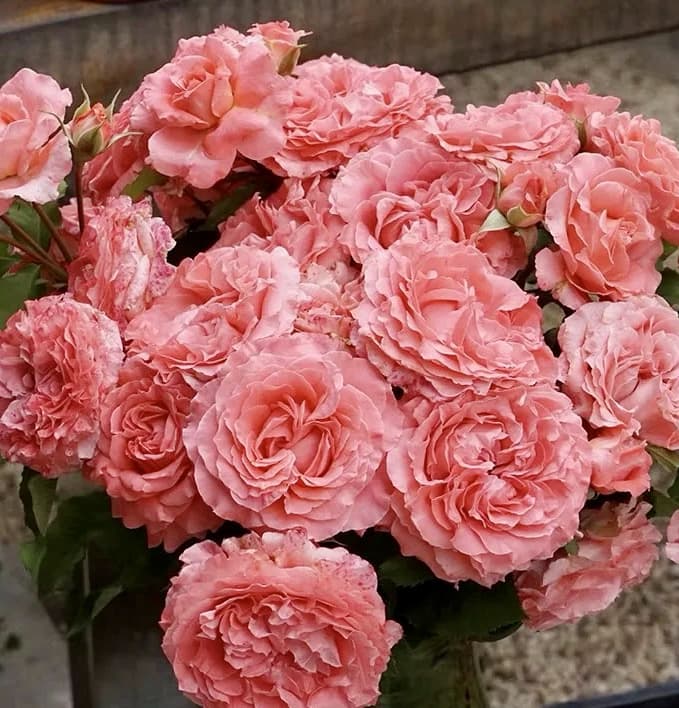 Corail Gelee | Japanese Shrub Rose, Beginner Friendly, Heat Tolerance, Winter Hardy, Own Root/Non-grafted