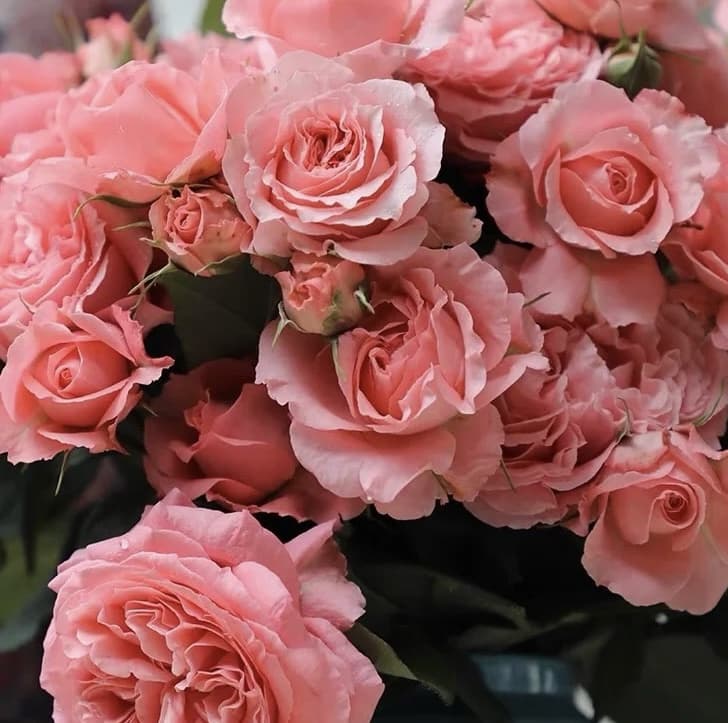Corail Gelee | Japanese Shrub Rose, Beginner Friendly, Heat Tolerance, Winter Hardy, Own Root/Non-grafted