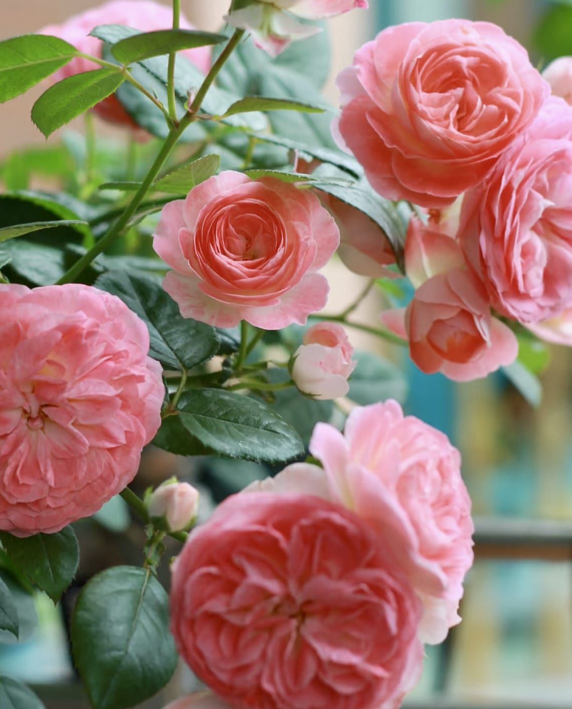 Corail Gelee | Japanese Shrub Rose, Beginner Friendly, Heat Tolerance, Winter Hardy, Own Root/Non-grafted