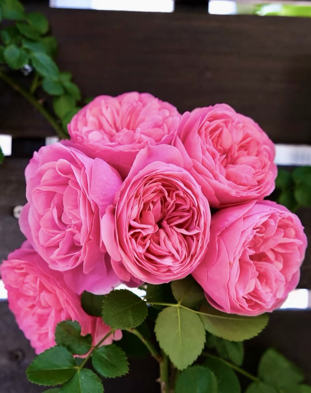 Leonardo Da Vinci | Climbing Rose, Strong Heat and Rain Tolerance, Rapid Growth, Beginner Friendly, Own Root/Non-grafted