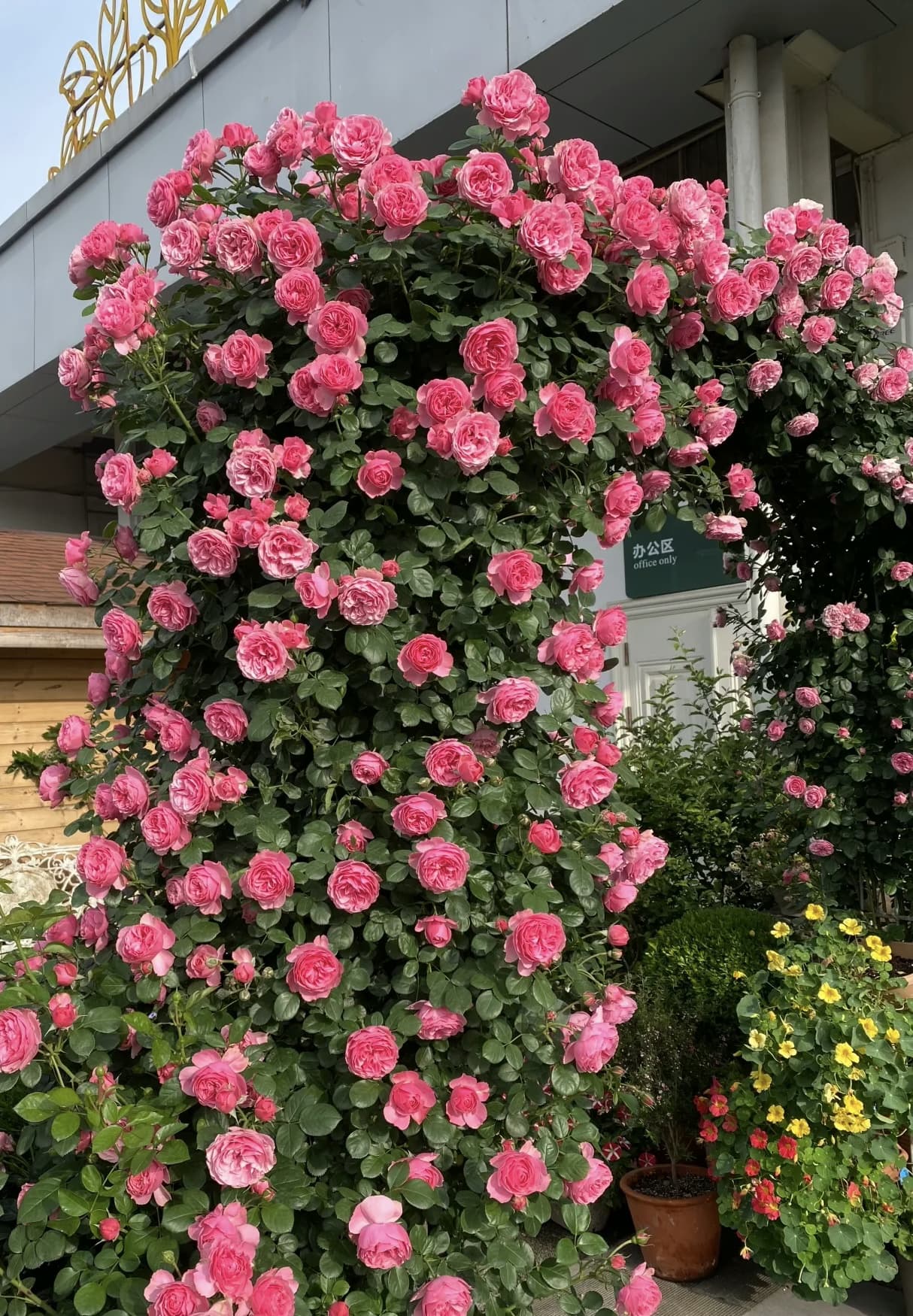 Leonardo Da Vinci | Climbing Rose, Strong Heat and Rain Tolerance, Rapid Growth, Beginner Friendly, Own Root/Non-grafted