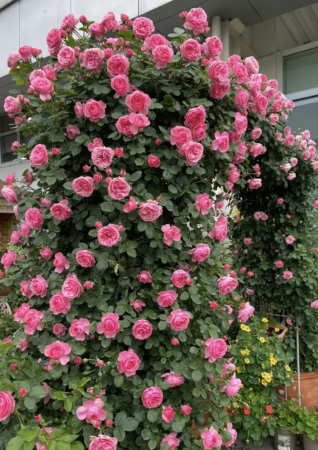 Leonardo Da Vinci | Climbing Rose, Strong Heat and Rain Tolerance, Rapid Growth, Beginner Friendly, Own Root/Non-grafted