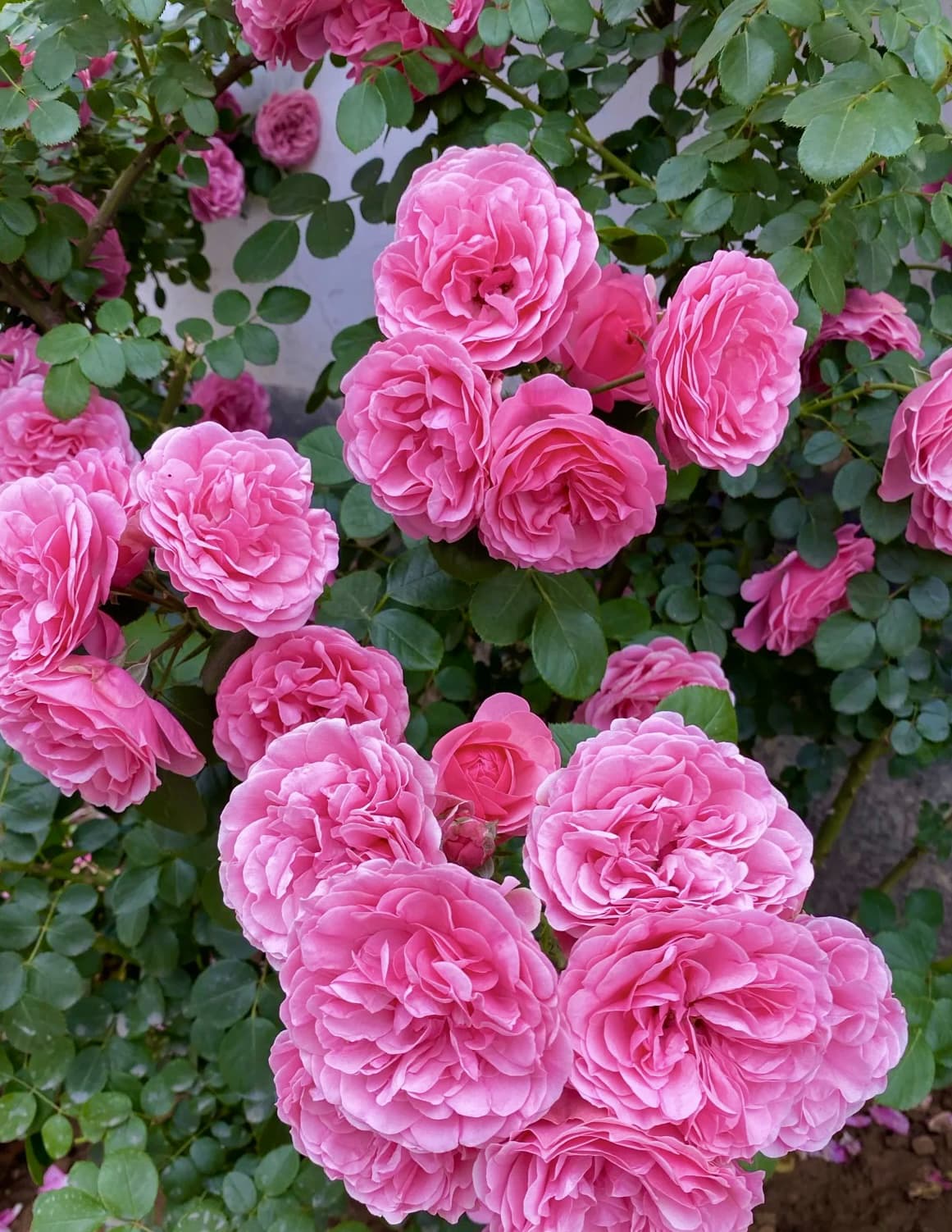 Leonardo Da Vinci | Climbing Rose, Strong Heat and Rain Tolerance, Rapid Growth, Beginner Friendly, Own Root/Non-grafted