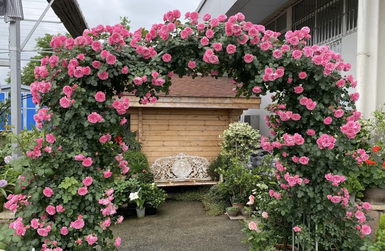 Leonardo Da Vinci | Climbing Rose, Strong Heat and Rain Tolerance, Rapid Growth, Beginner Friendly, Own Root/Non-grafted