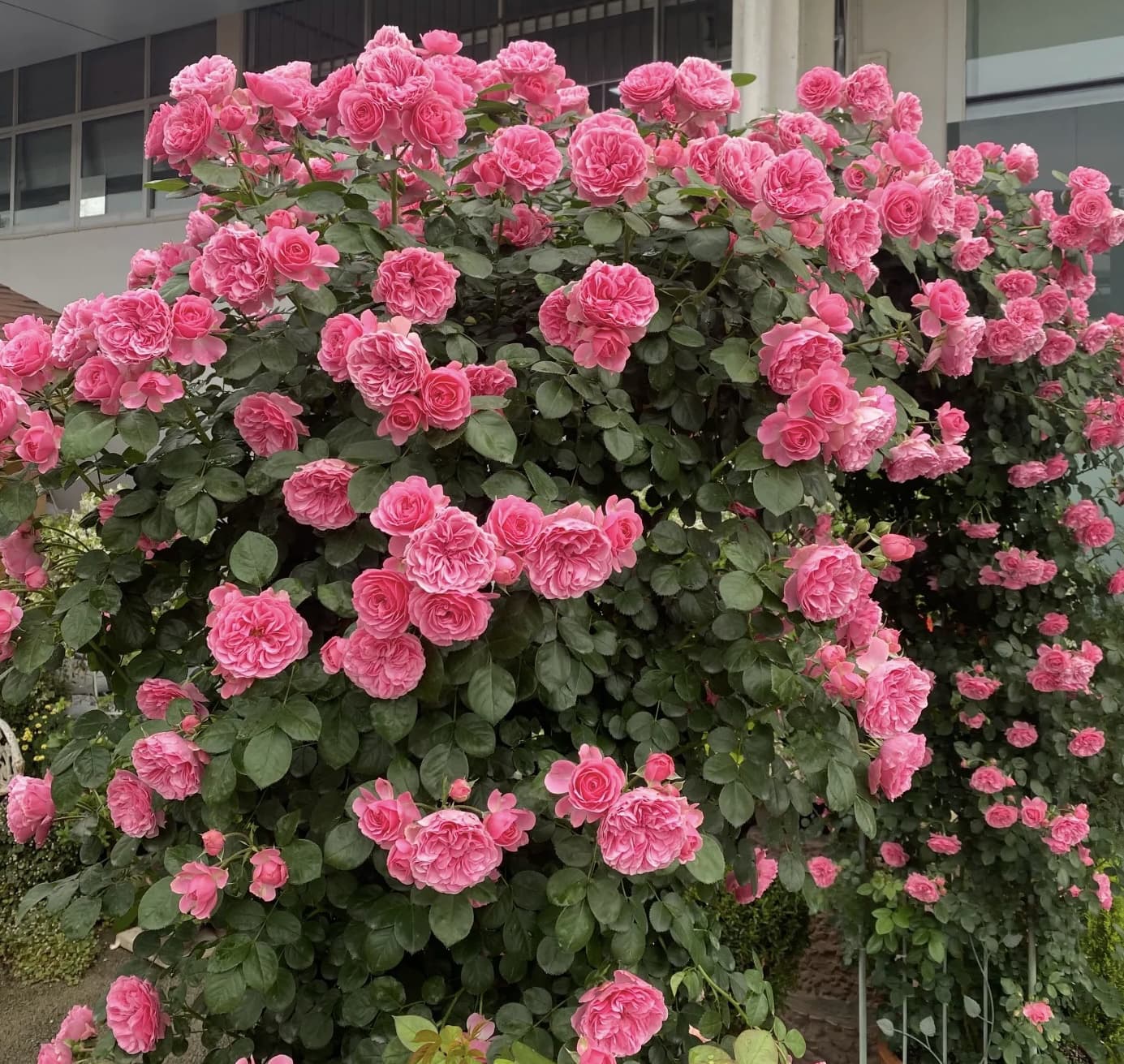 Leonardo Da Vinci | Climbing Rose, Strong Heat and Rain Tolerance, Rapid Growth, Beginner Friendly, Own Root/Non-grafted