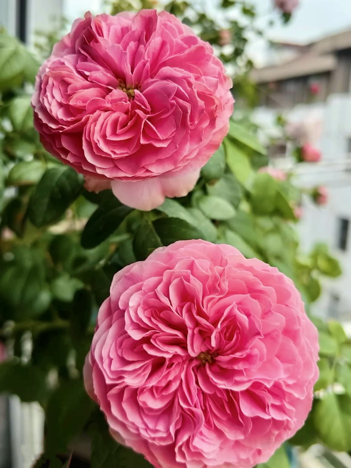 Leonardo da Vinci Climbing Rose – Medium Pink, Continual Blooms