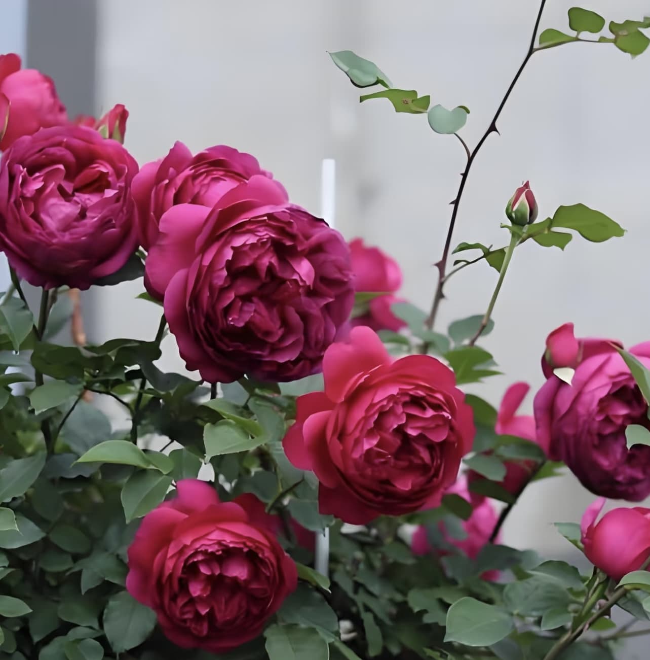 Autumn Rouge | Japanese Climbing Rose, Strong Fragrance, Winter Hardy, Own Root/Non-grafted