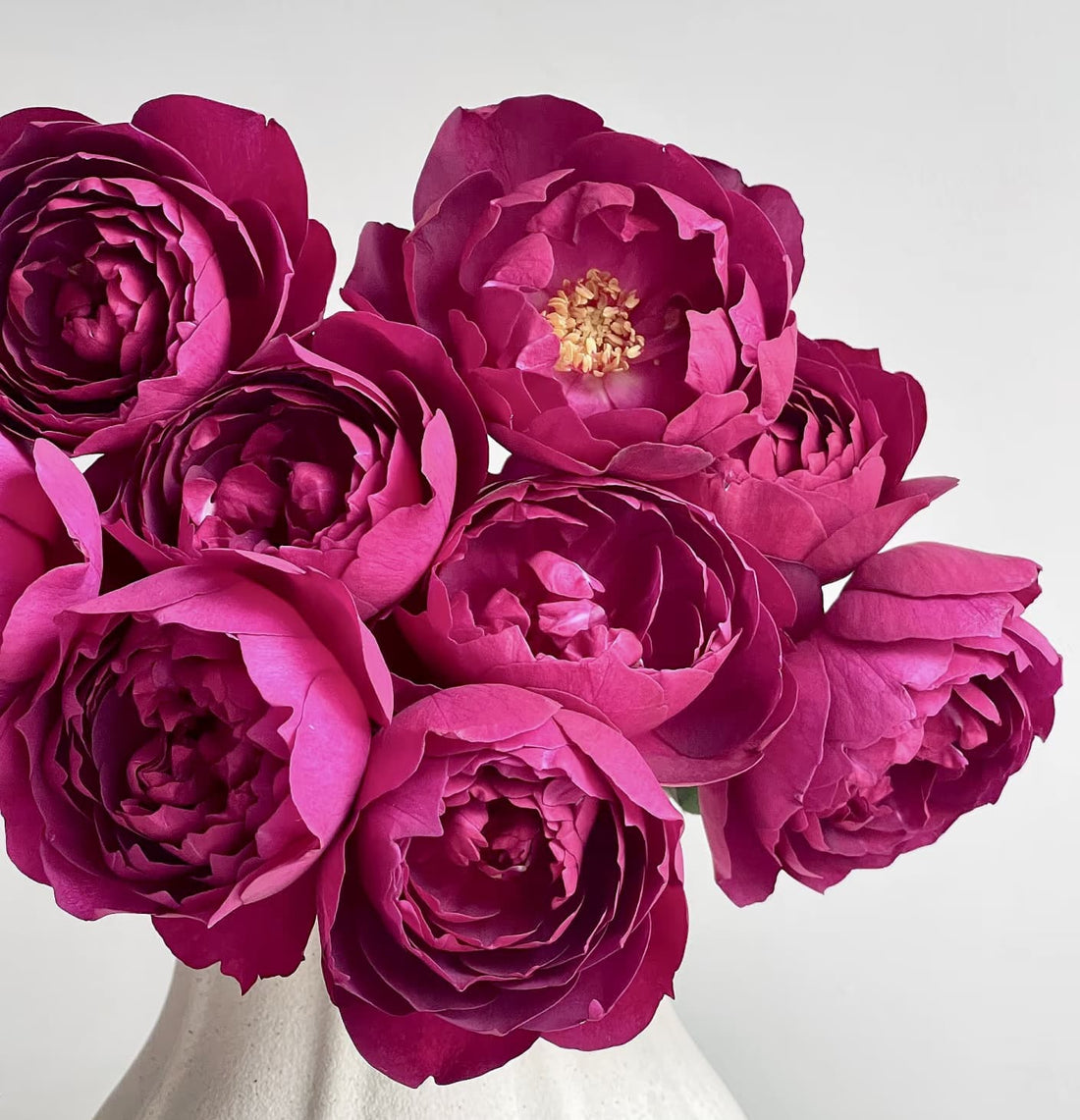 Autumn Rouge | Japanese Climbing Rose, Strong Fragrance, Winter Hardy, Own Root/Non-grafted