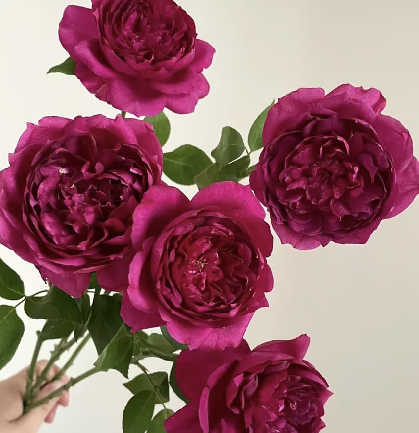 Autumn Rouge | Japanese Climbing Rose, Strong Fragrance, Winter Hardy, Own Root/Non-grafted