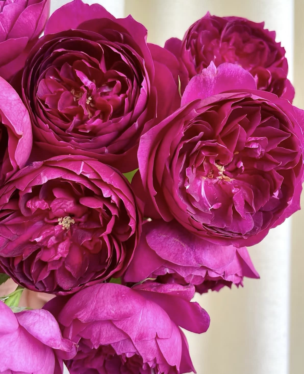 Autumn Rouge | Japanese Climbing Rose, Strong Fragrance, Winter Hardy, Own Root/Non-grafted