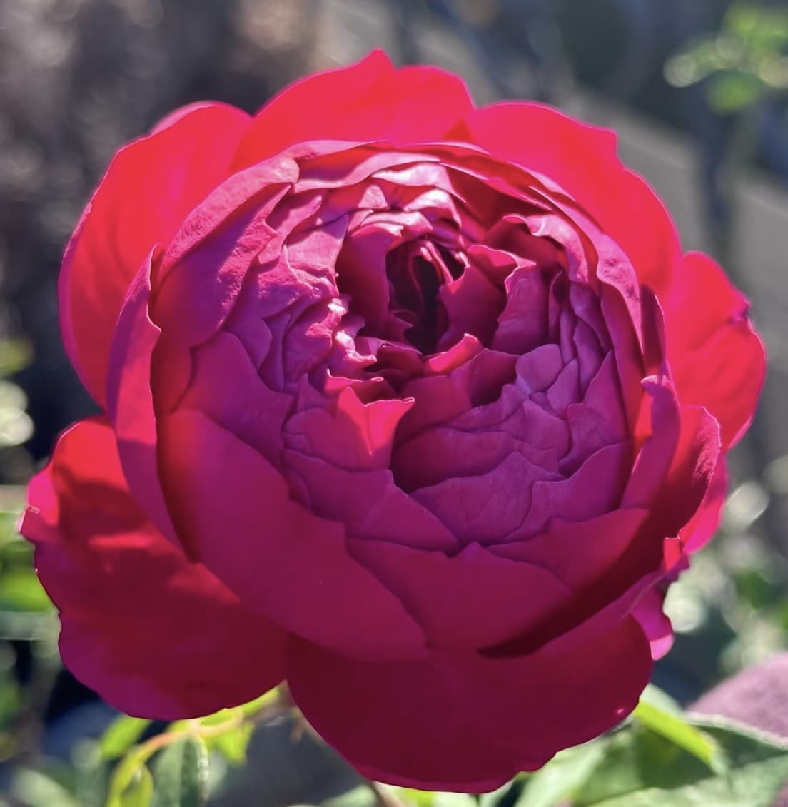 Autumn Rouge | Japanese Climbing Rose, Strong Fragrance, Winter Hardy, Own Root/Non-grafted