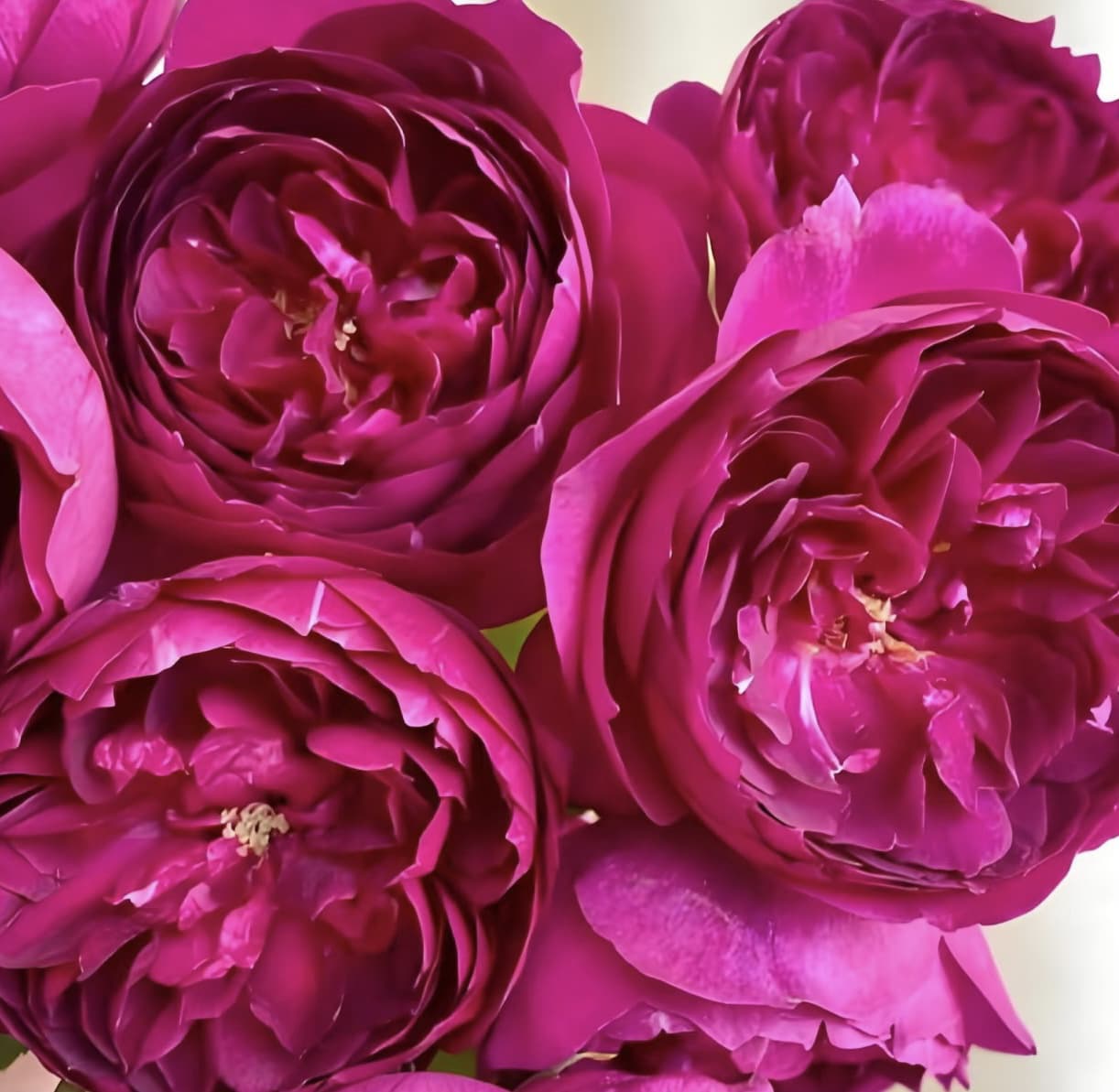 Autumn Rouge | Japanese Climbing Rose, Strong Fragrance, Winter Hardy, Own Root/Non-grafted