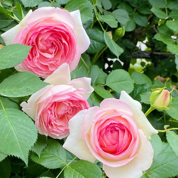 Eden Climber | Climbing Rose, World's Best Rose, Rapid Growth, Repeat Blooming, Own Root/Non-grafted