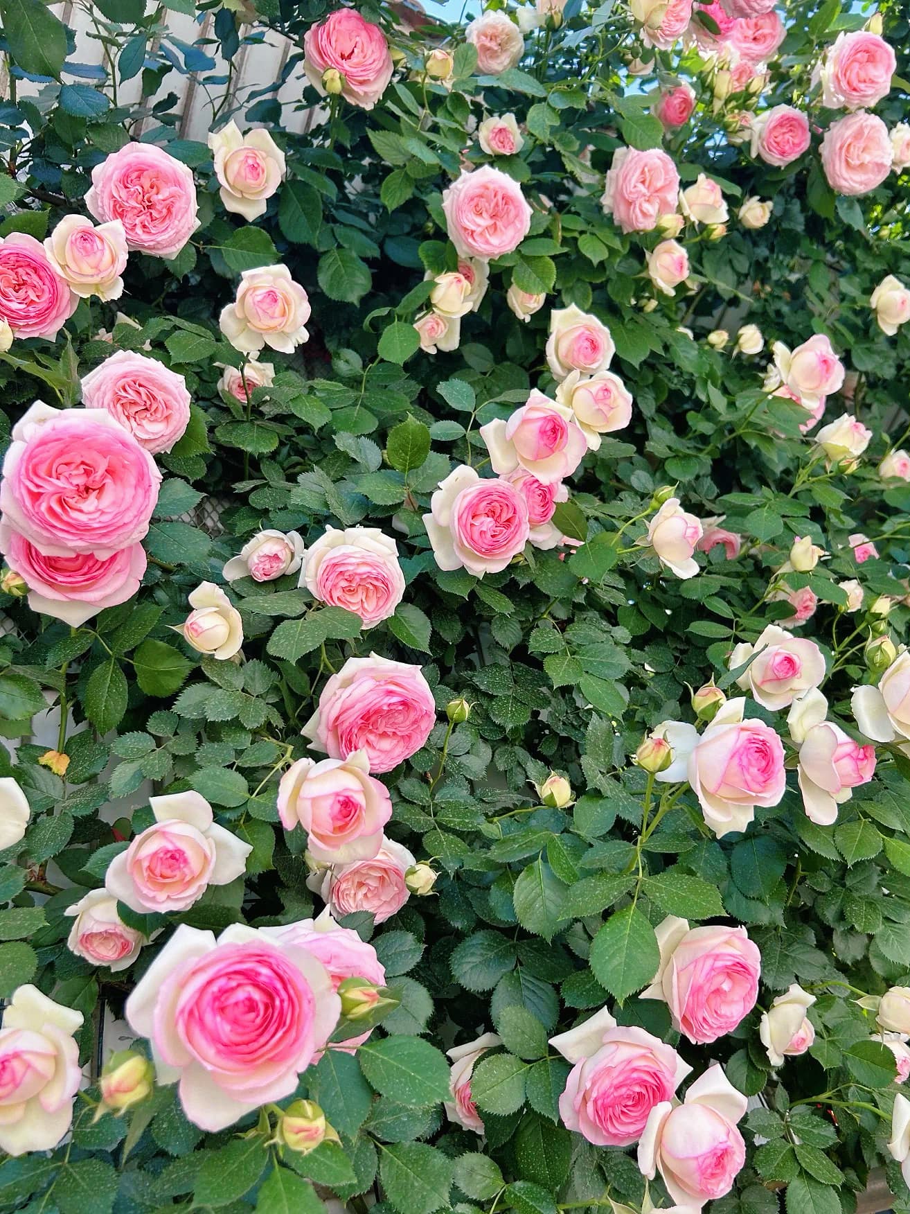 Eden Climber | Climbing Rose, World's Best Rose, Rapid Growth, Repeat Blooming, Own Root/Non-grafted