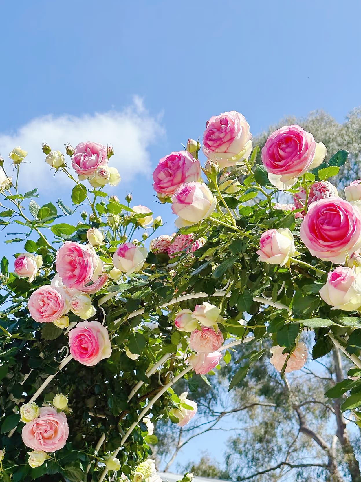 Eden Climber | Climbing Rose, World's Best Rose, Rapid Growth, Repeat Blooming, Own Root/Non-grafted