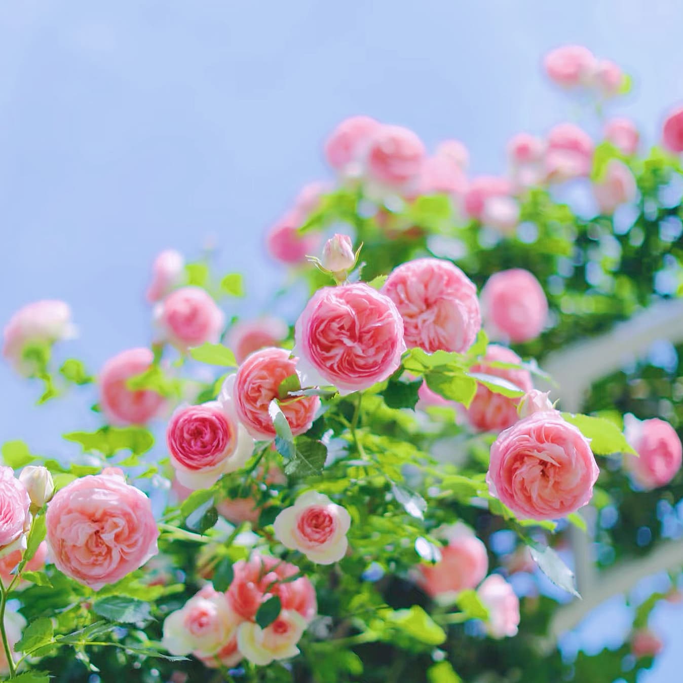 Eden Climber | Climbing Rose, World's Best Rose, Rapid Growth, Repeat Blooming, Own Root/Non-grafted