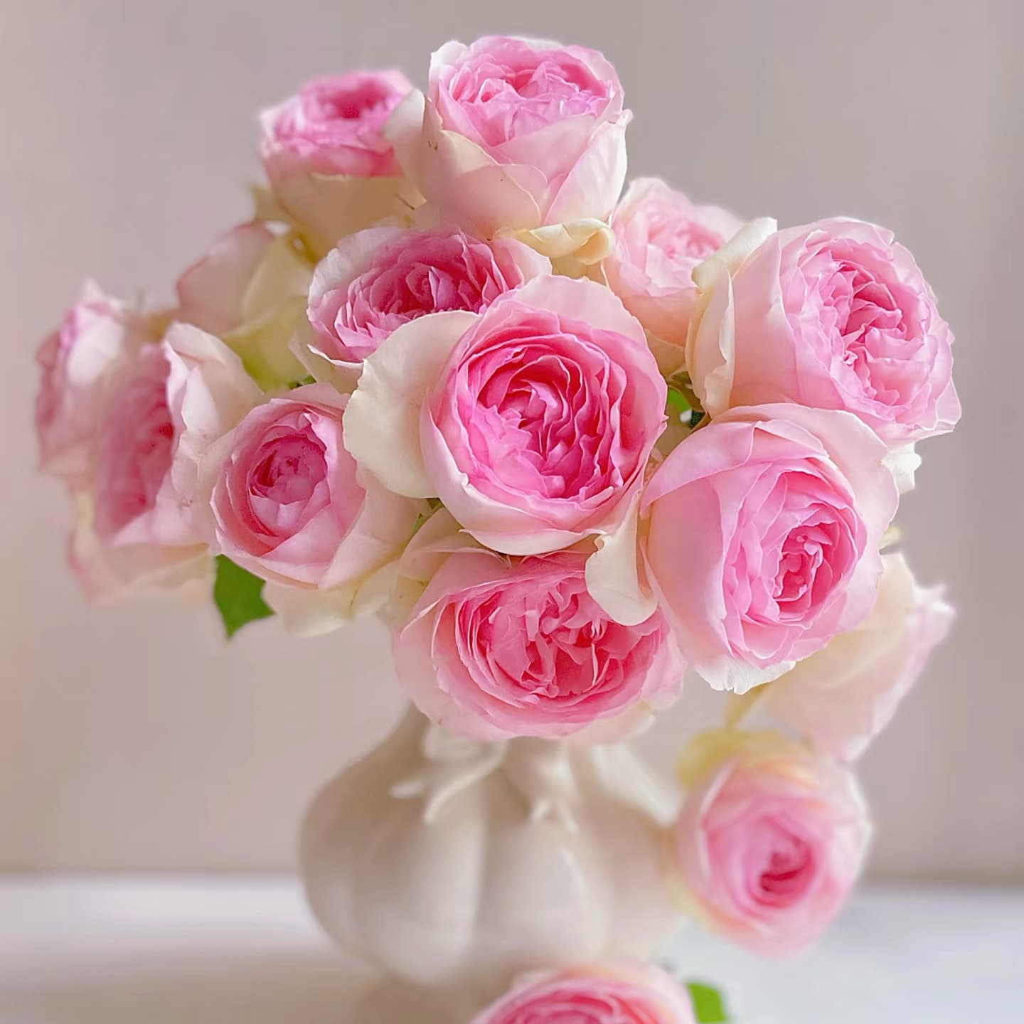 Eden Climber | Climbing Rose, World's Best Rose, Rapid Growth, Repeat Blooming, Own Root/Non-grafted