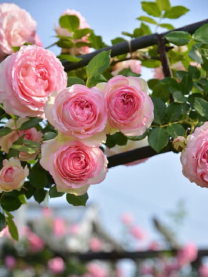 Eden Climber | Climbing Rose, World's Best Rose, Rapid Growth, Repeat Blooming, Own Root/Non-grafted