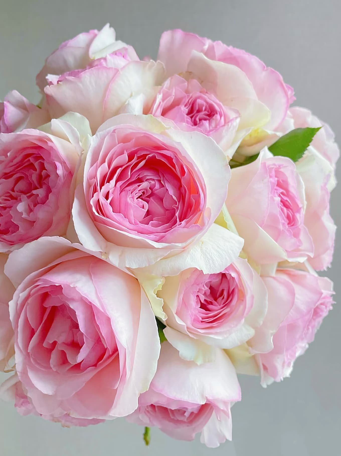 Eden Climber | Climbing Rose, World's Best Rose, Rapid Growth, Repeat Blooming, Own Root/Non-grafted