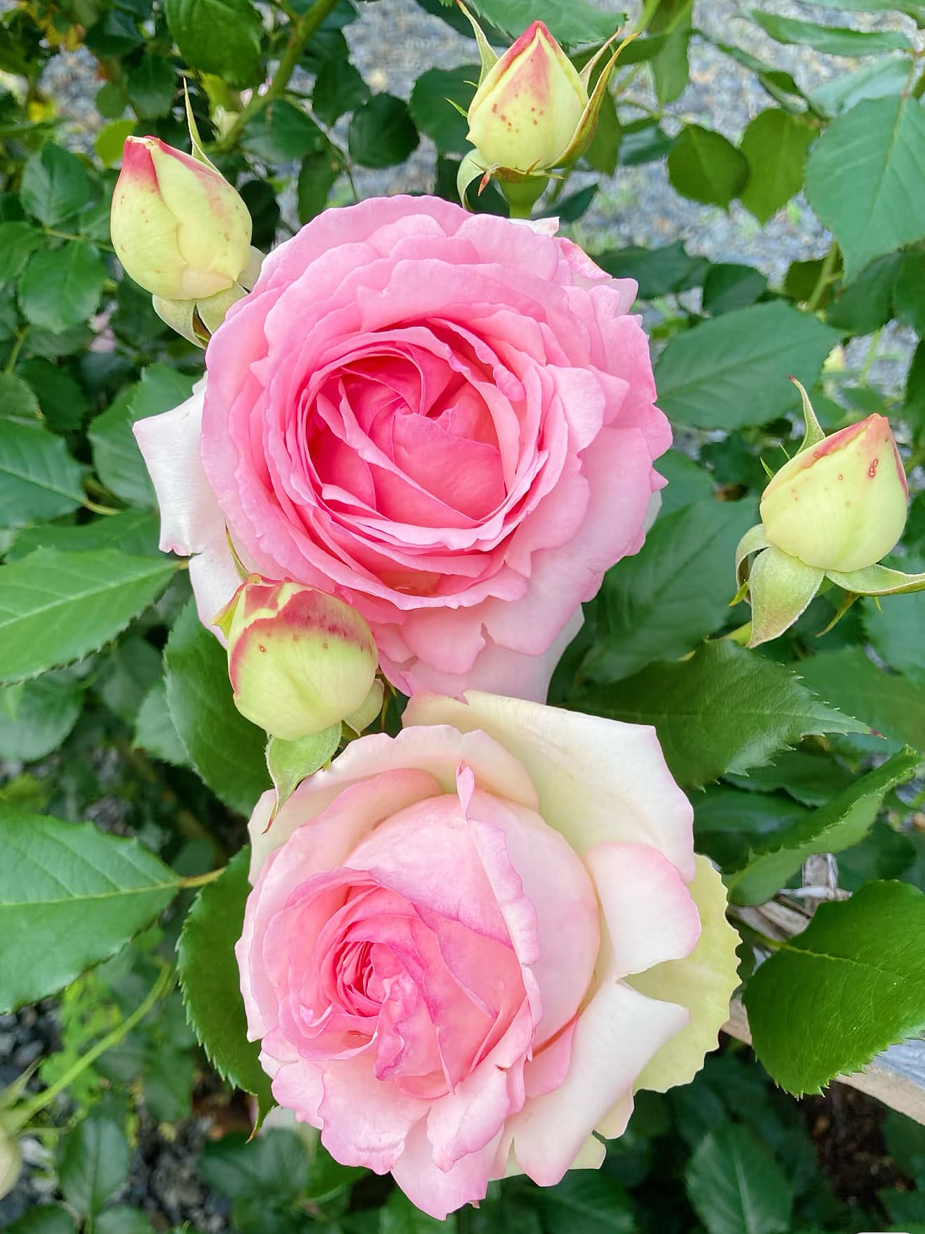 Eden Climber | Climbing Rose, World's Best Rose, Rapid Growth, Repeat Blooming, Own Root/Non-grafted