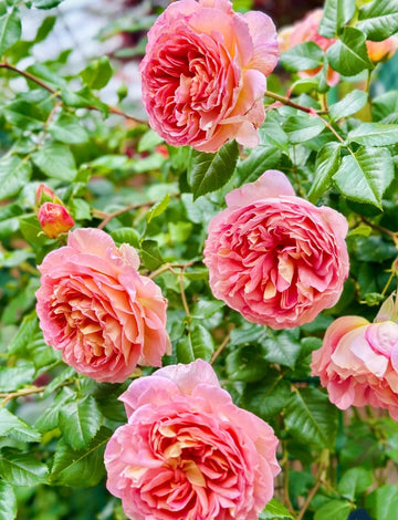 AUScot English Rose | Climbing Rose, Strong Fragrance, Own Root/Non-grafted