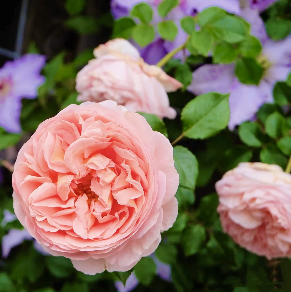 AUScot English Rose | Climbing Rose, Strong Fragrance, Own Root/Non-grafted