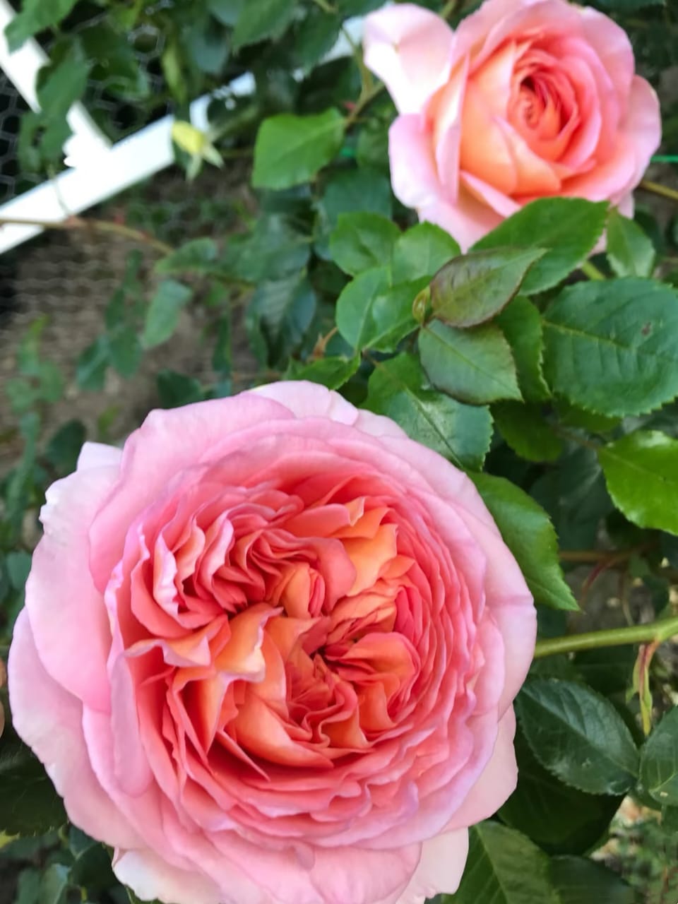 AUScot English Rose | Climbing Rose, Strong Fragrance, Own Root/Non-grafted
