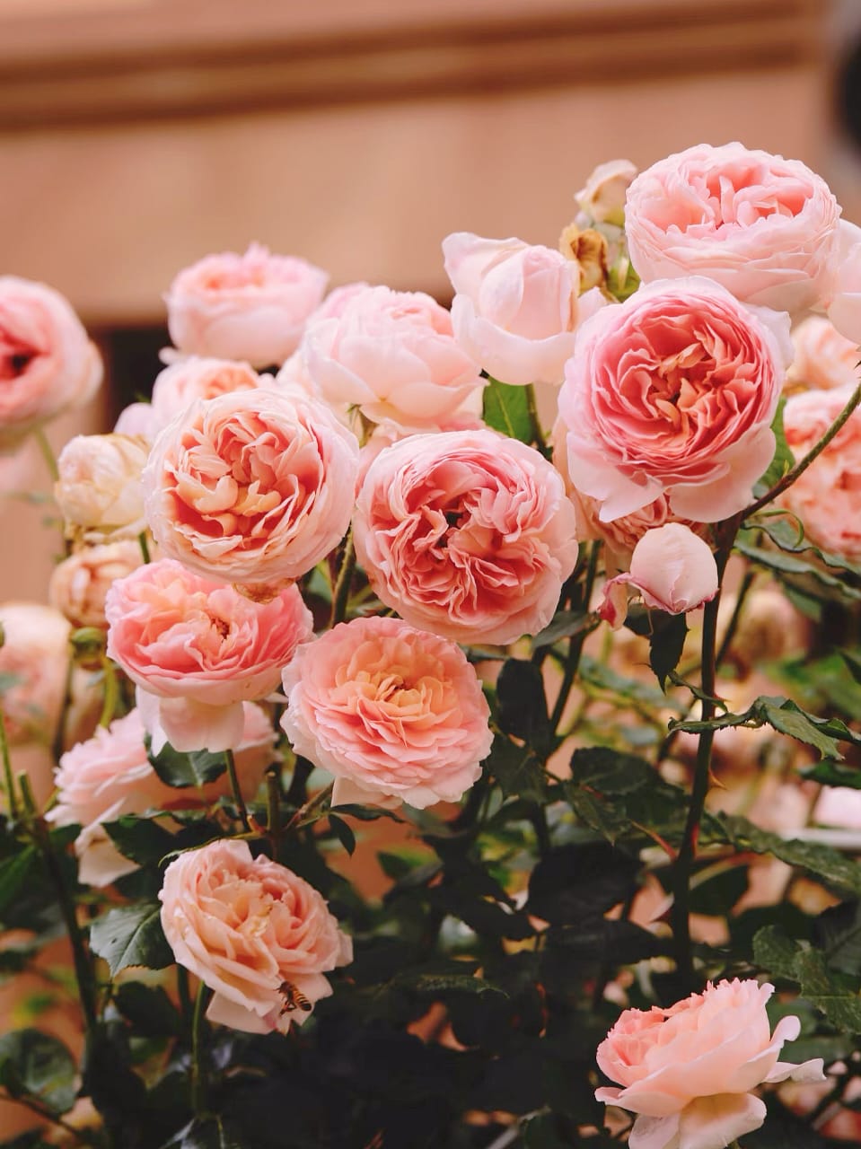 AUScot English Rose | Climbing Rose, Strong Fragrance, Own Root/Non-grafted