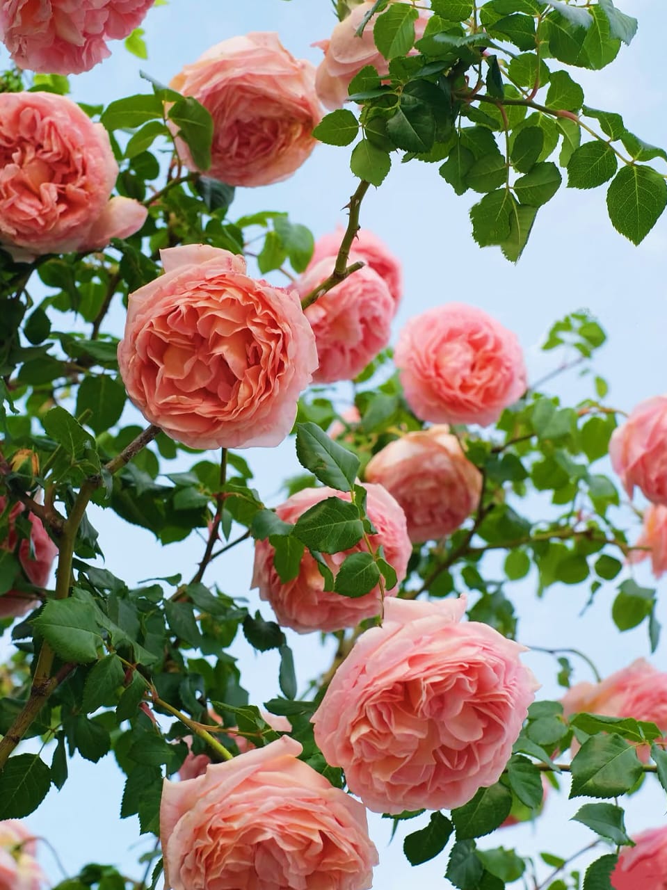 AUScot English Rose | Climbing Rose, Strong Fragrance, Own Root/Non-grafted