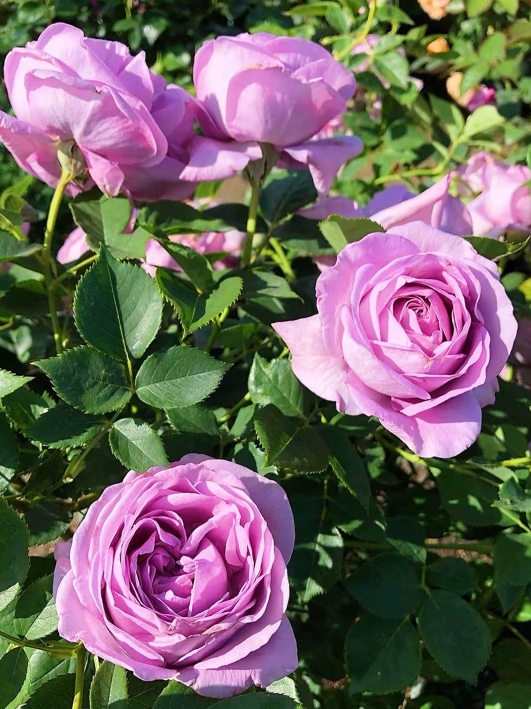 Shinoburedo / BlueStorm | Japanese Floribunda Rose, Beginner Friendly, Strong Disease Resistance, Own Root/Non-grafted
