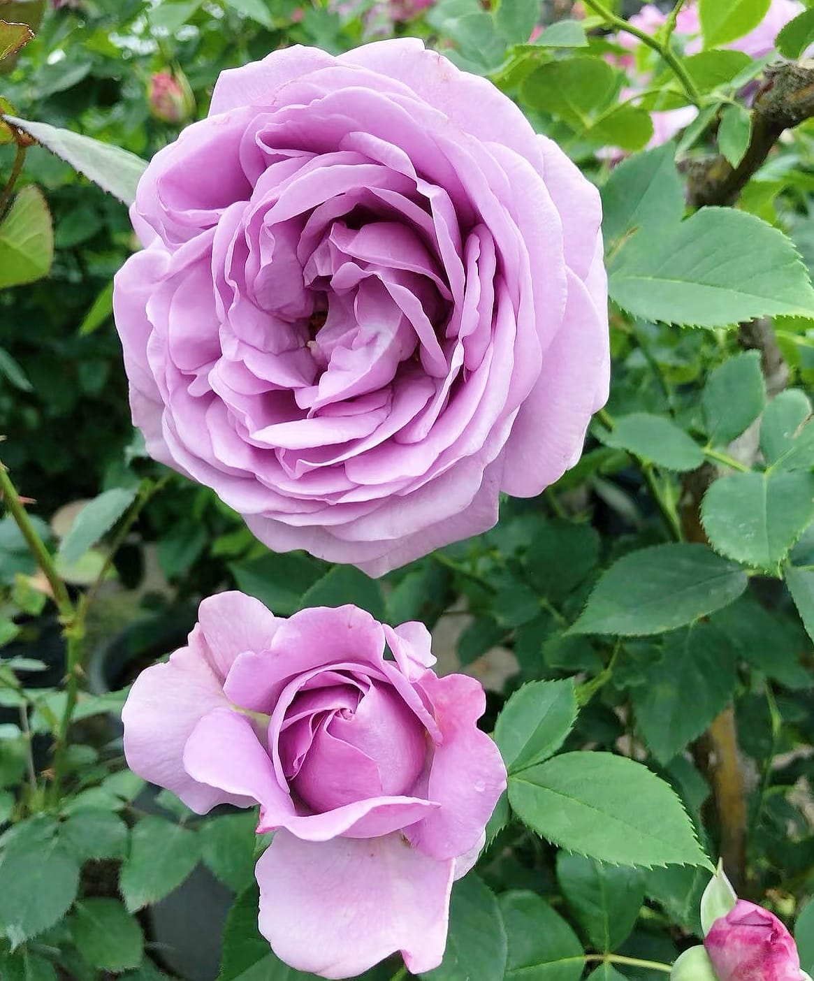 Shinoburedo / BlueStorm | Japanese Floribunda Rose, Beginner Friendly, Strong Disease Resistance, Own Root/Non-grafted