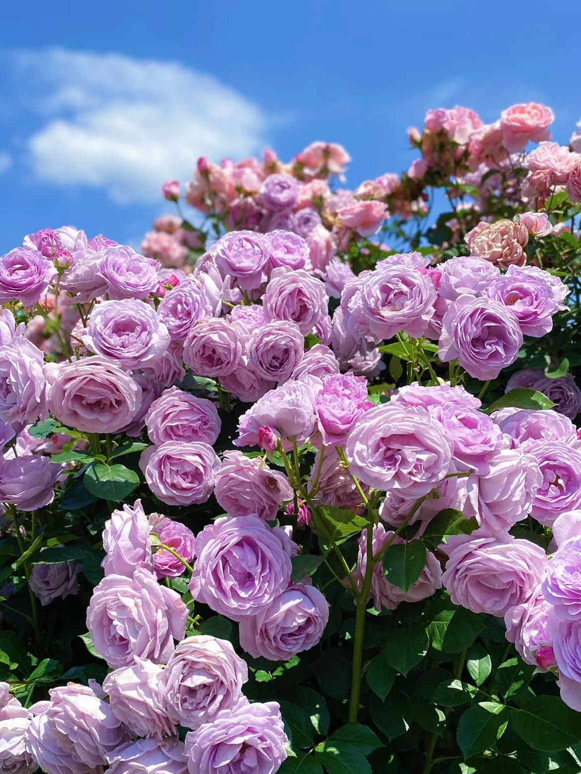 Shinoburedo / BlueStorm | Japanese Floribunda Rose, Beginner Friendly, Strong Disease Resistance, Own Root/Non-grafted