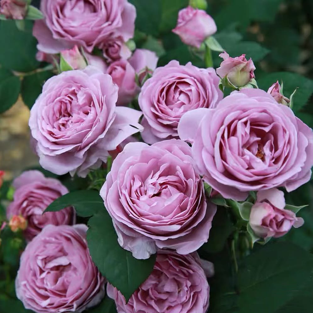 Shinoburedo Bluish Purple Shrub Rose | Buy Online – Lily Spring Roses