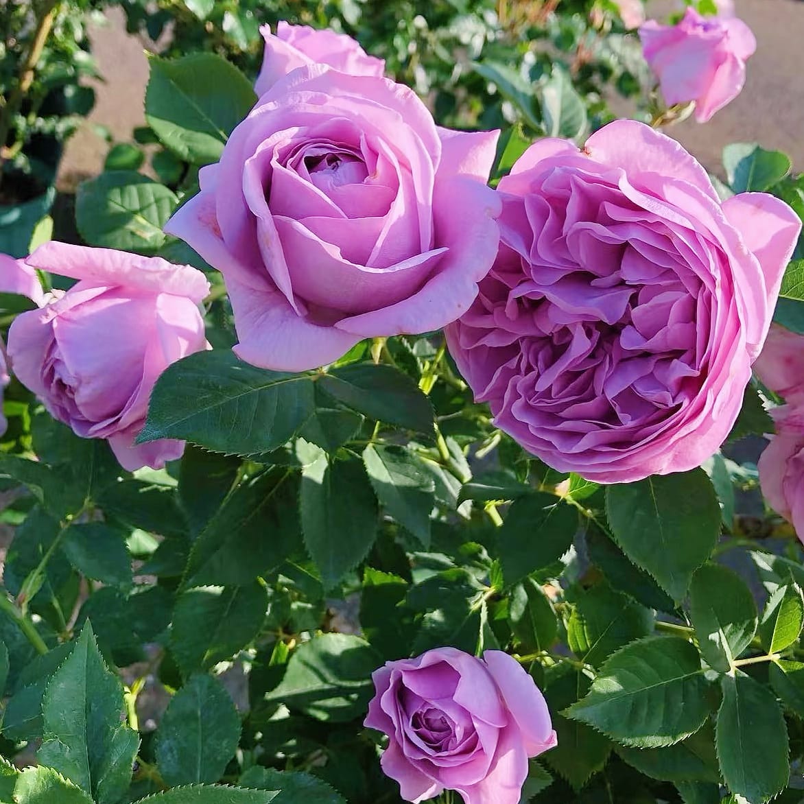 Shinoburedo Bluish Purple Shrub Rose | Buy Online – Lily Spring Roses
