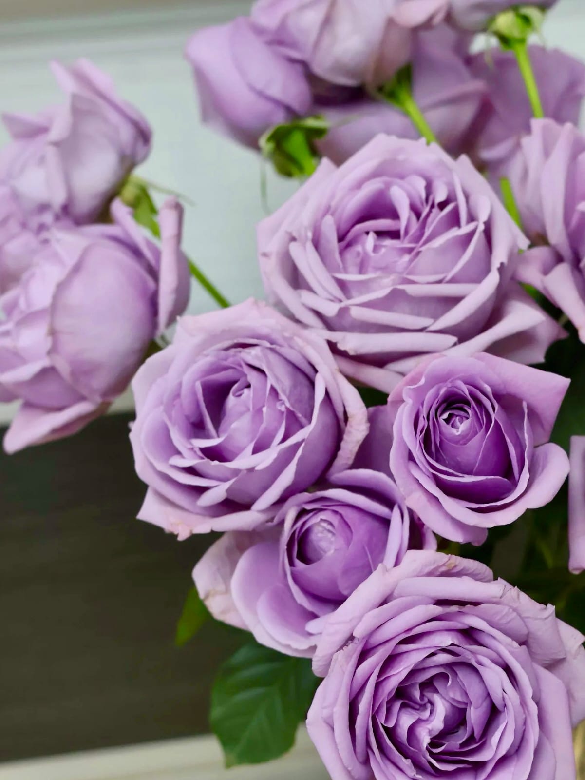 Shinoburedo / BlueStorm | Japanese Floribunda Rose, Beginner Friendly, Strong Disease Resistance, Own Root/Non-grafted